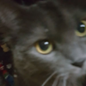 Meet your Posher, Angela